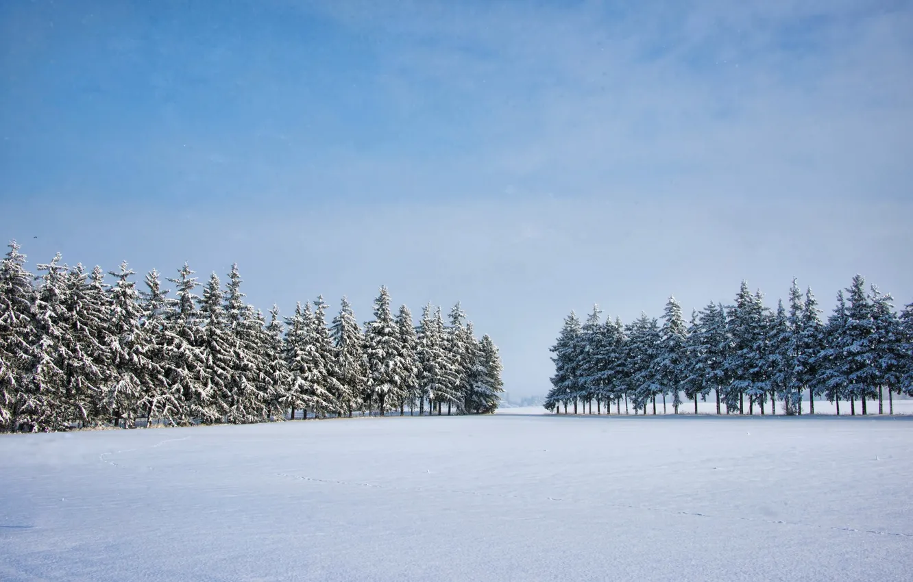 Photo wallpaper winter, field, trees