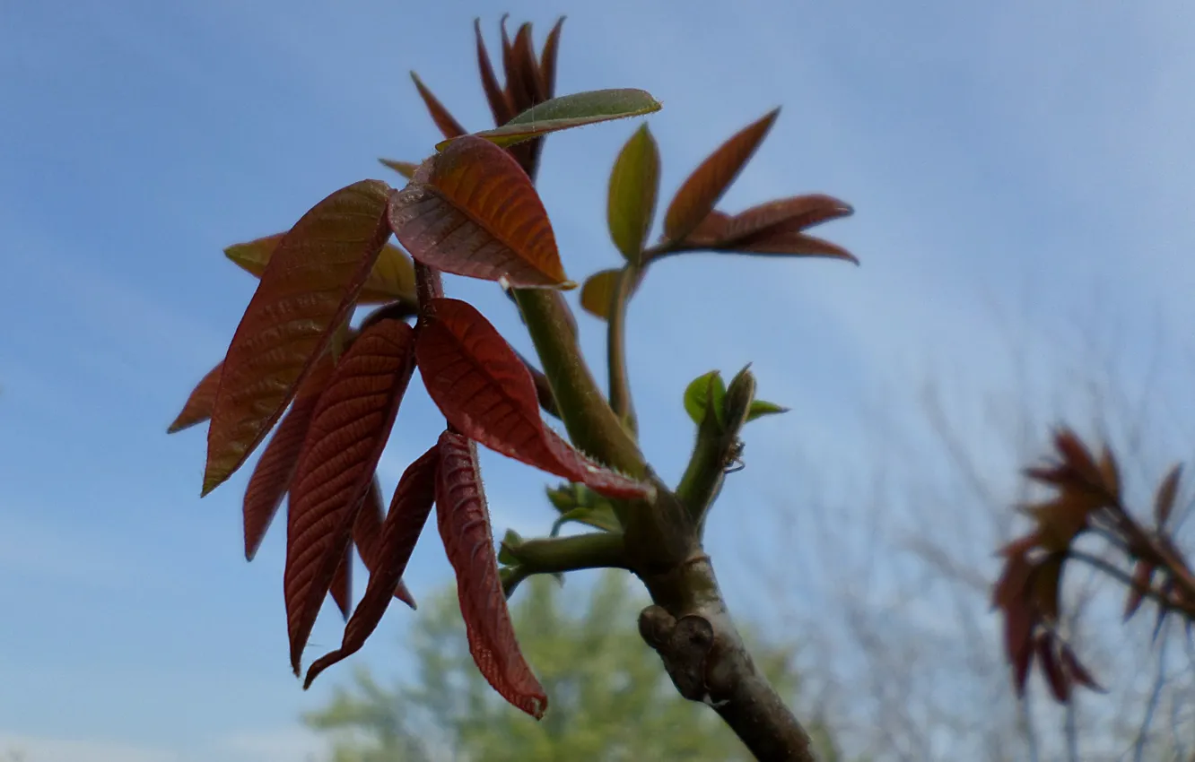 Photo wallpaper spring, April, walnut