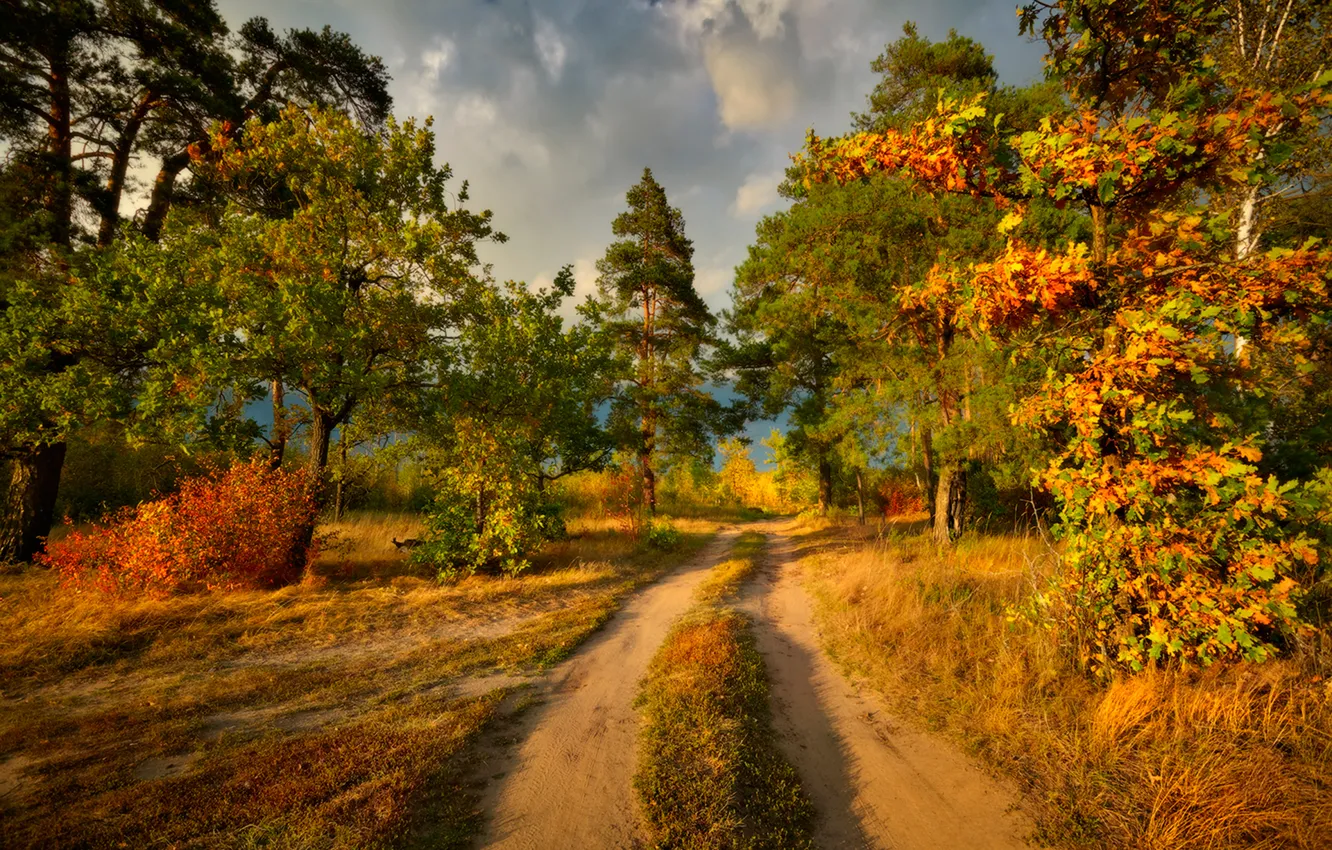 Photo wallpaper road, trees, the colors of autumn