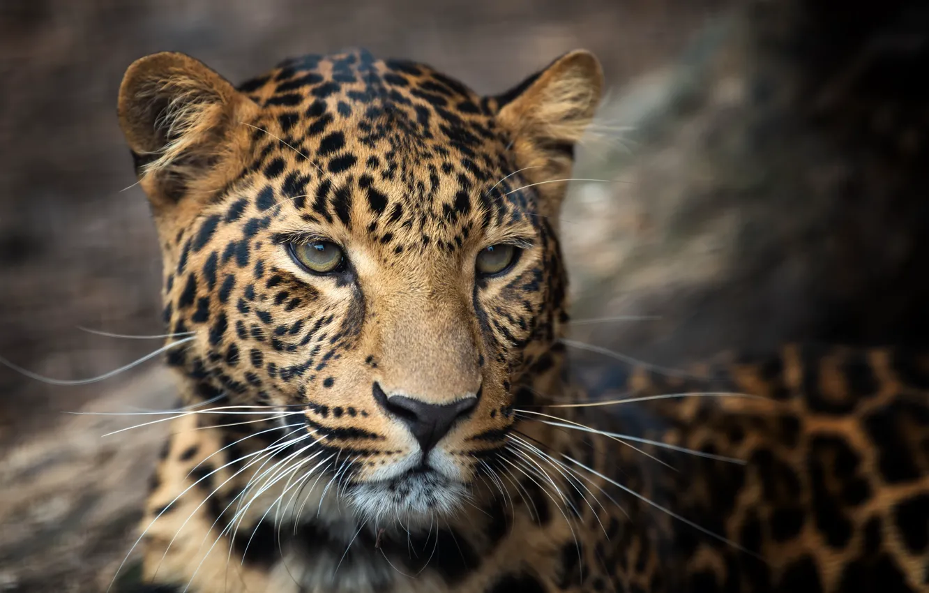 Photo wallpaper mustache, look, face, predator, leopard, big cat, closeup