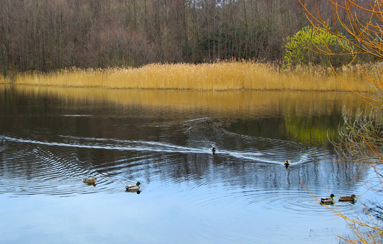 Photo wallpaper water, park, lake, pond