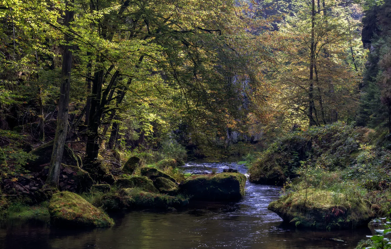 Photo wallpaper forest, stones, Czech Republic, river, Elbstand stone mountain, river Kamnitz