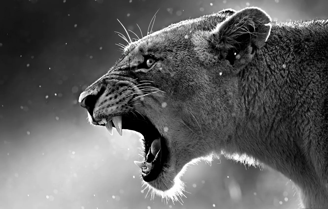 Photo wallpaper cat, teeth, Leo, mouth, lioness