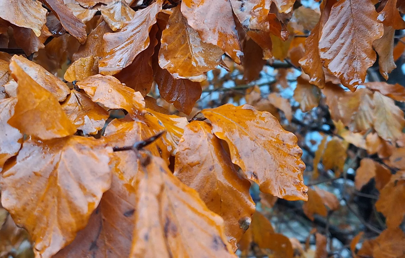 Photo wallpaper Leaves, Amber, Tree, autumn, search
