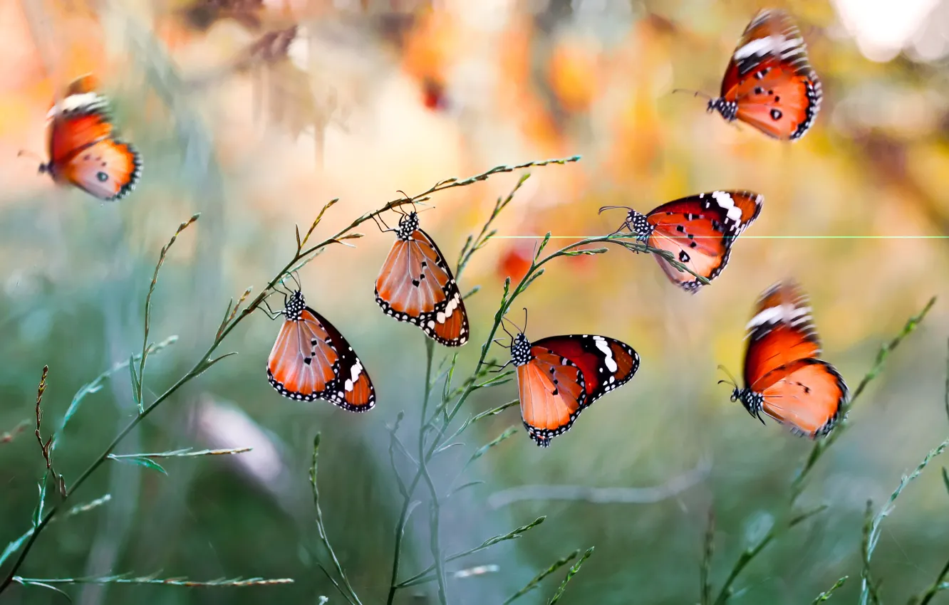 Photo wallpaper macro, nature, butterfly, insect