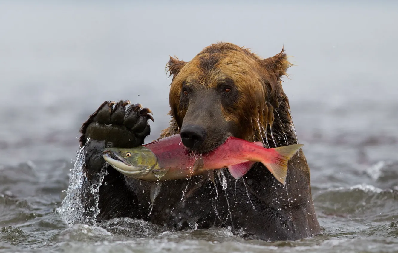 Photo wallpaper water, fish, bear, Kamchatka, grizzly, catch, sockeye