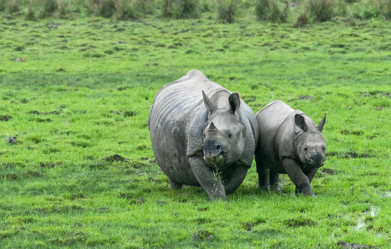 Photo wallpaper field, grass, two, baby, pair, walk, cub, Rhino