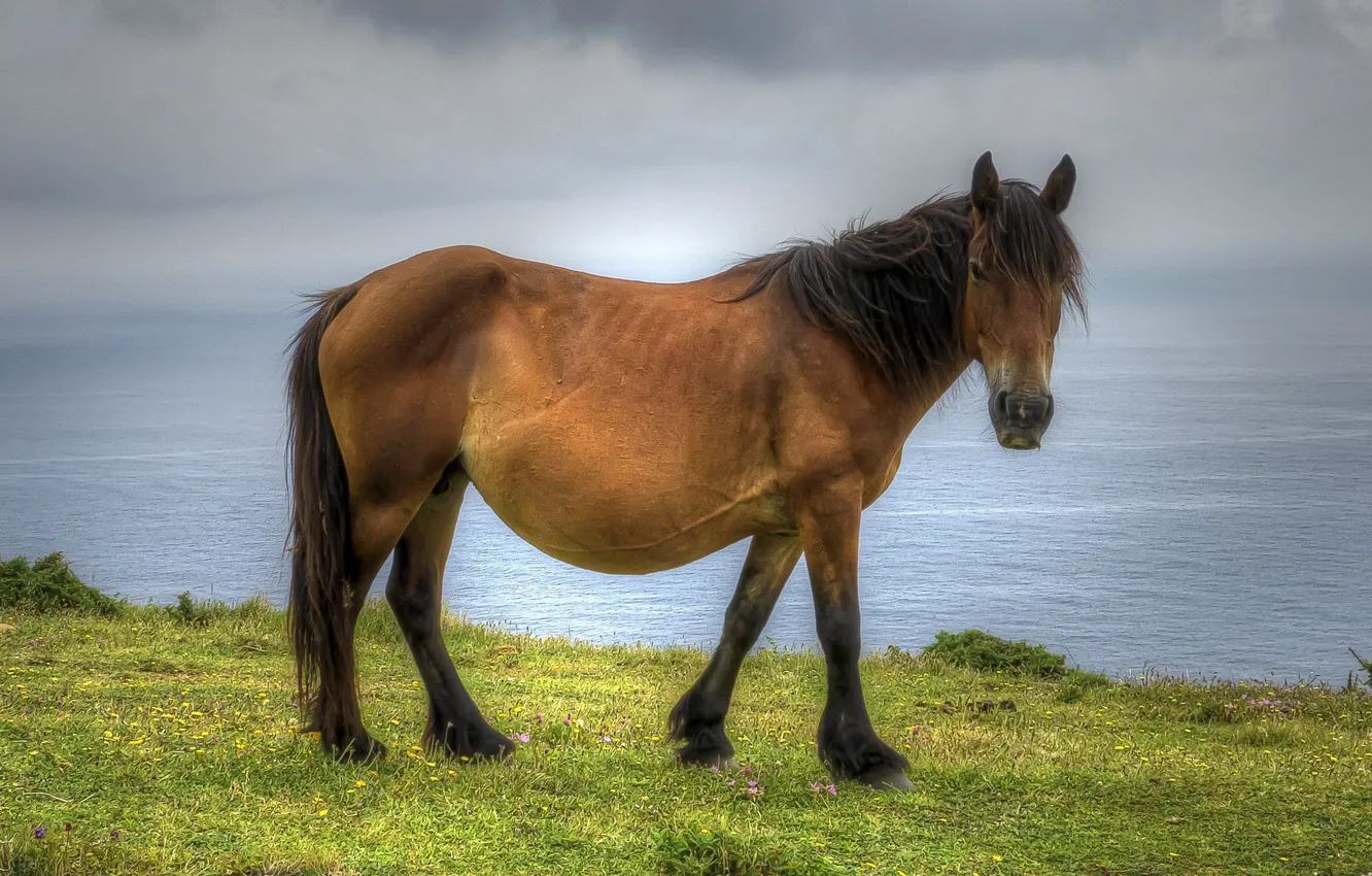 Photo wallpaper overcast, horse, meadow