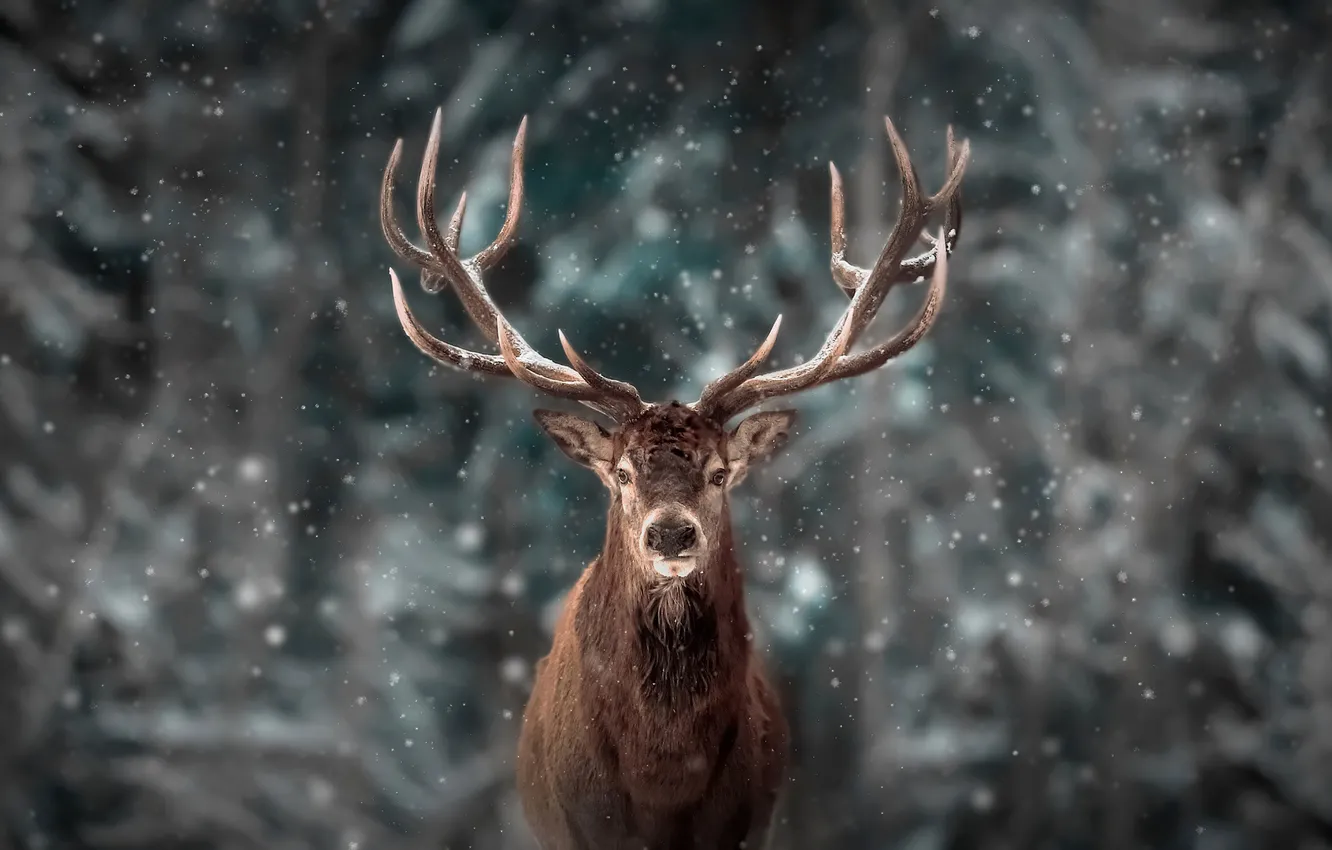 Photo wallpaper winter, snow, animal, deer, wildlife, reinderr