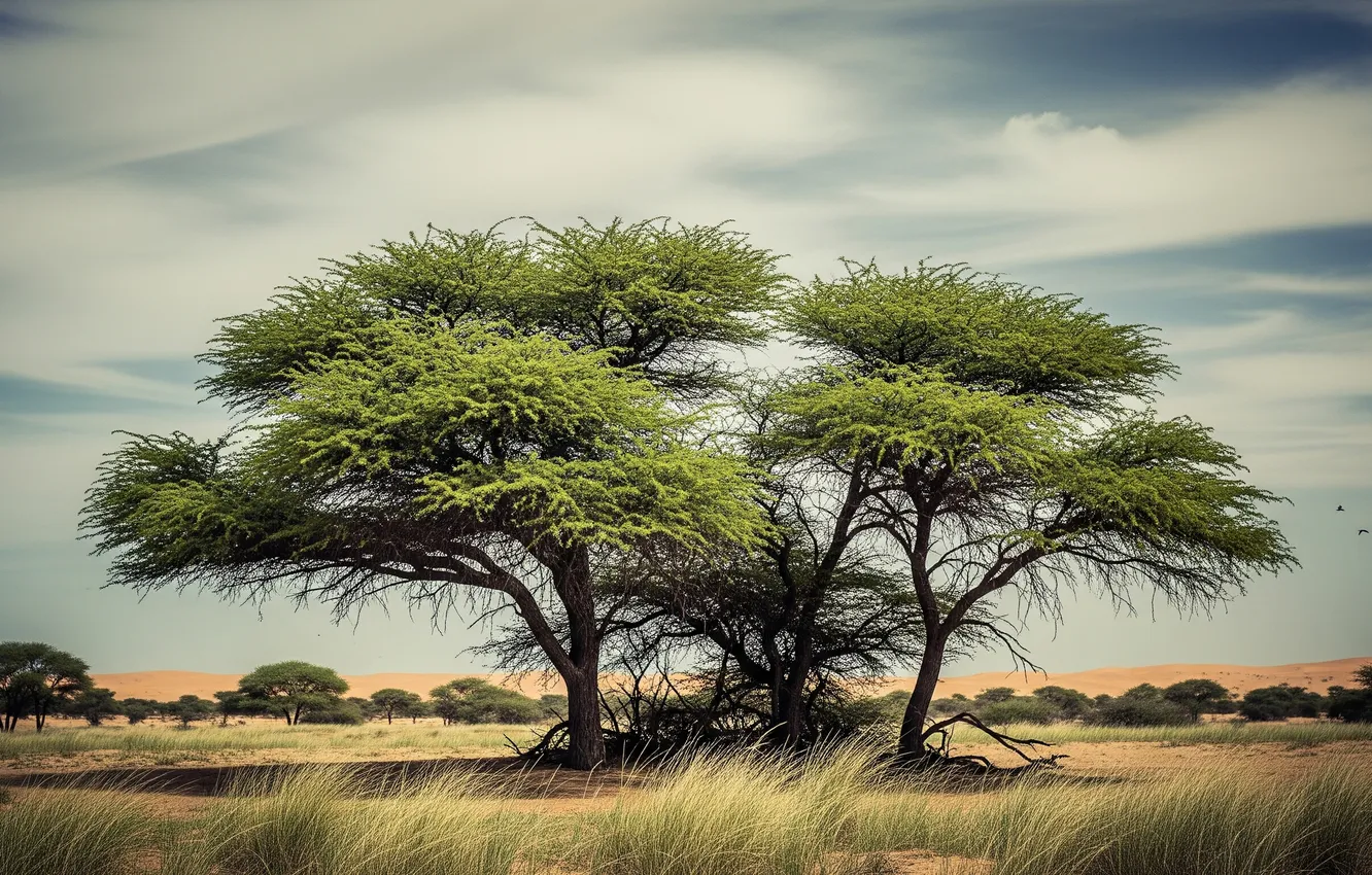 Photo wallpaper grass, trees, Wallpaper, Savannah, wallpaper, grass, trees, savanna