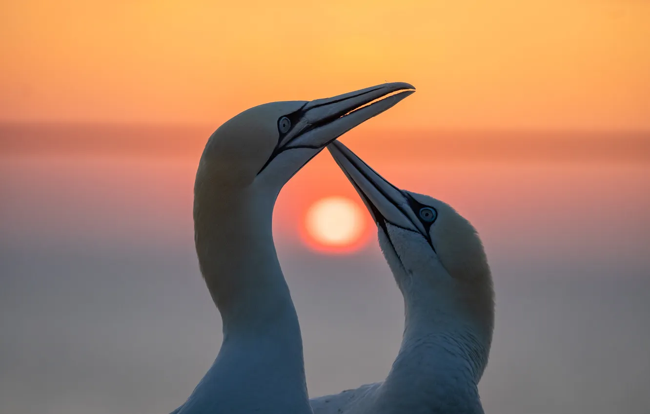 Photo wallpaper sunset, bird, pair, the Northern Gannet, Gannets