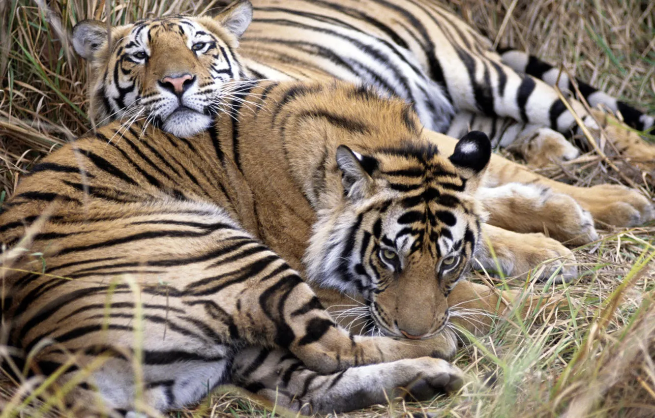 Photo wallpaper animals, stay, predators, tigers