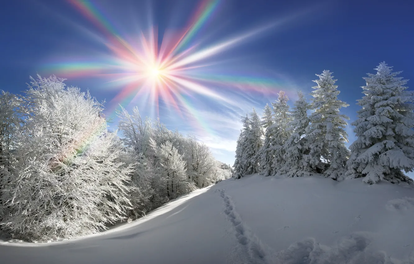 Photo wallpaper winter, forest, the sun, snow, tree, nature, winter, snow