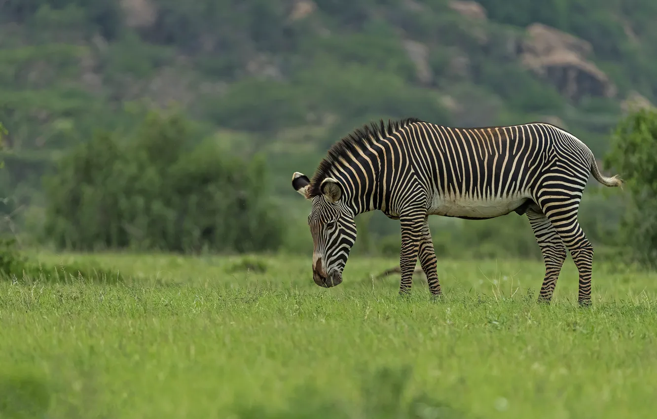 Photo wallpaper field, grass, pasture, meadow, Zebra, grazing