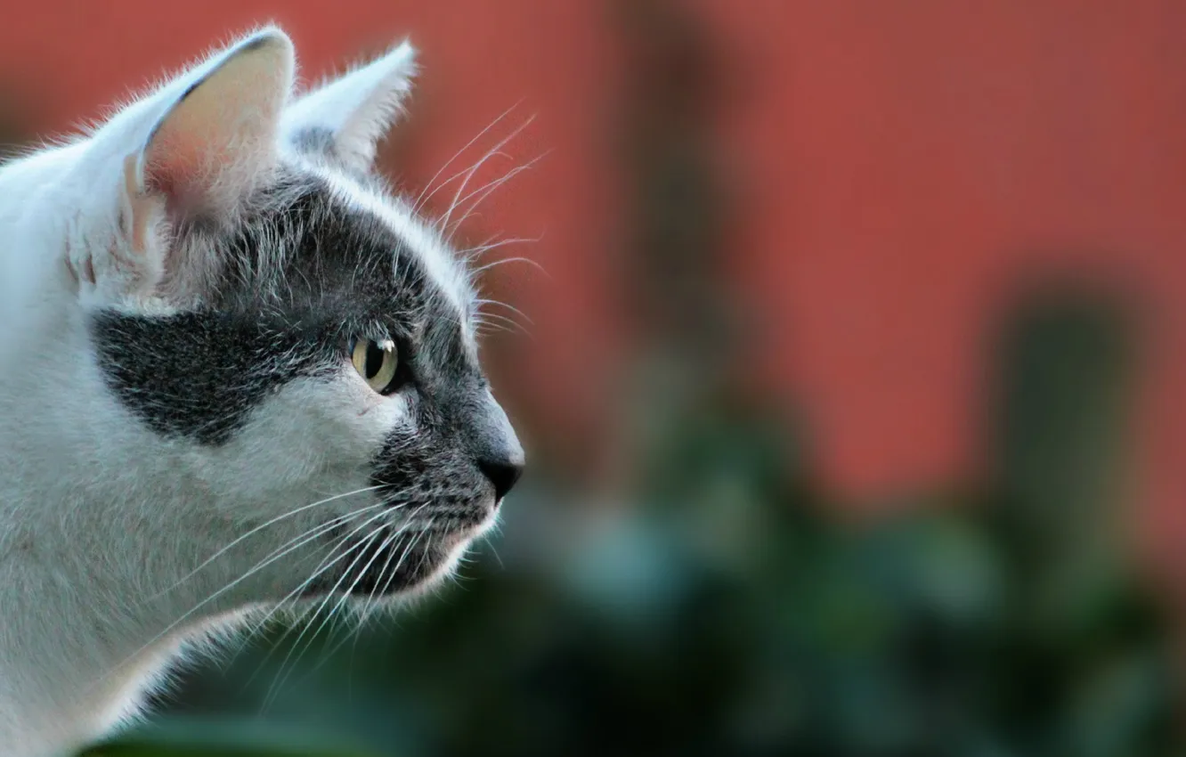 Photo wallpaper eyes, cat, look, background, Koshak