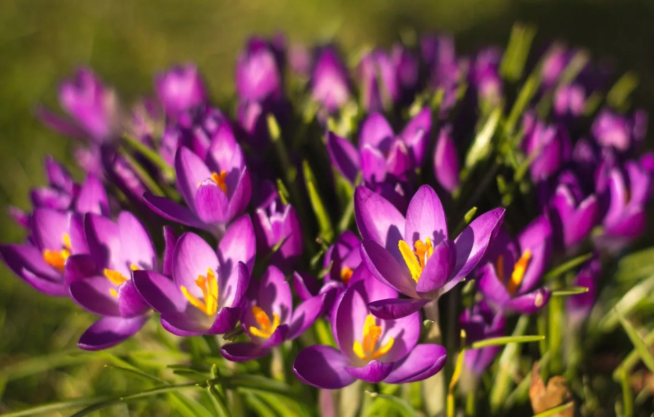 Photo wallpaper flowers, petals, crocuses