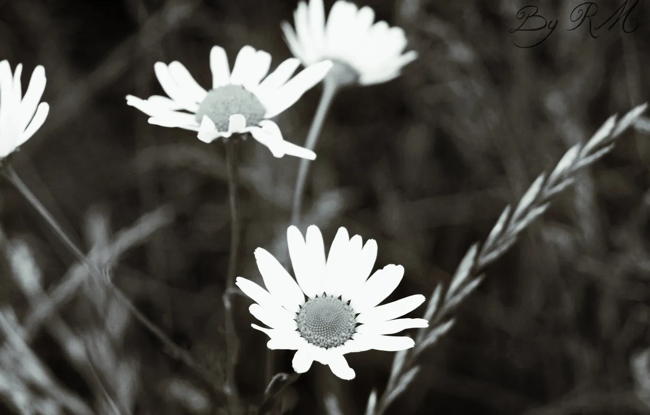 Photo wallpaper flowers, chamomile, Nature, black and white