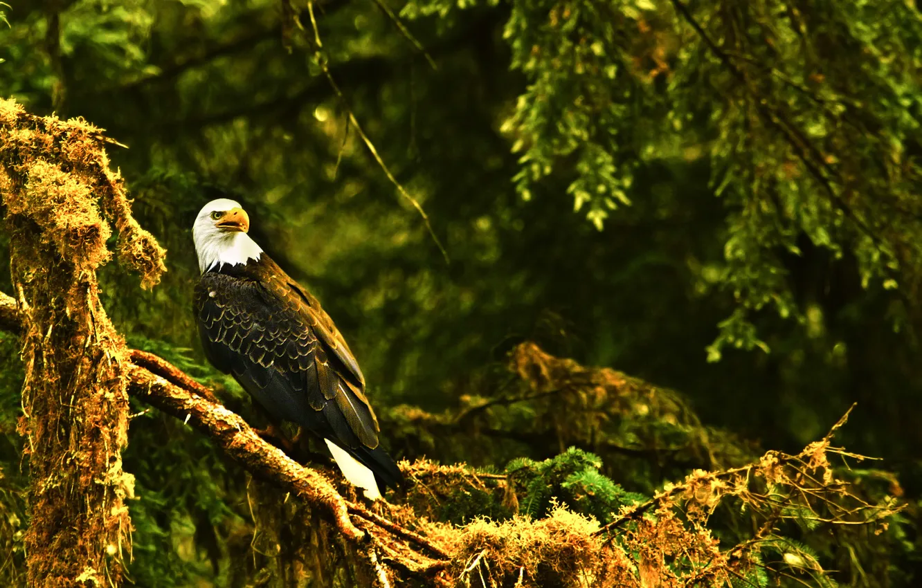Photo wallpaper forest, branches, bird, eagle