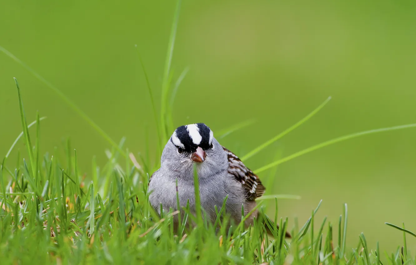 Photo wallpaper white, grass, bird, Sparrow, crowned