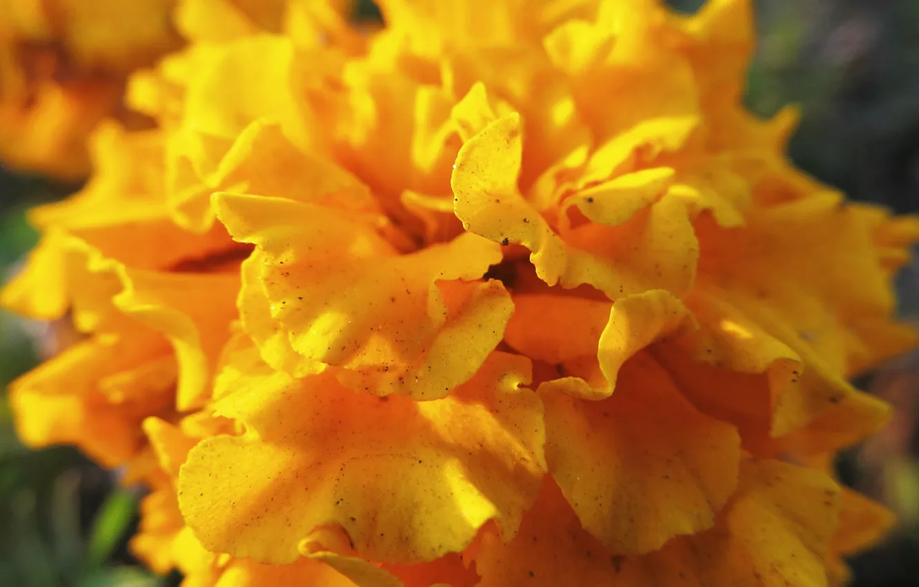 Photo wallpaper macro, flowers, shadow, barhatets