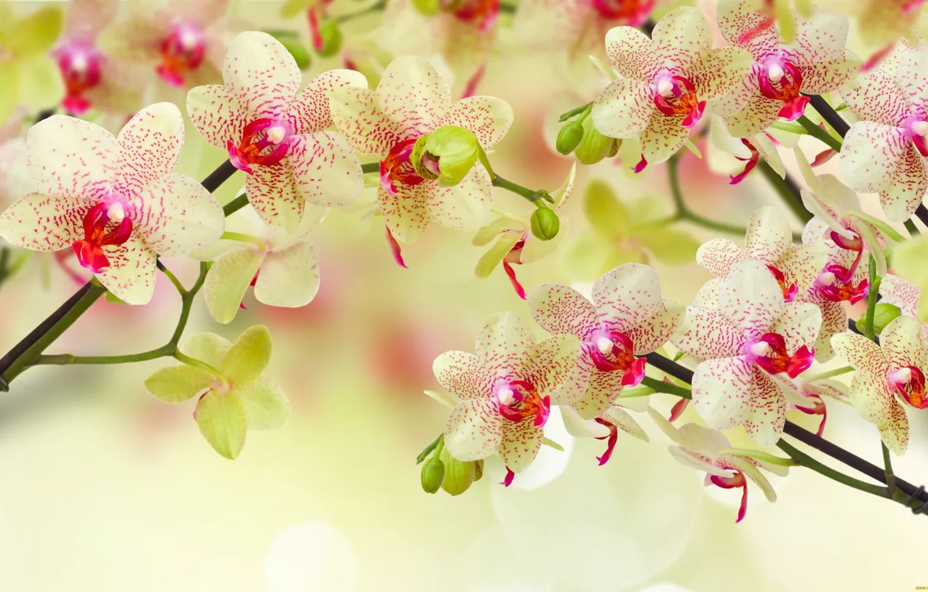 Photo wallpaper flowers, yellow, orchids