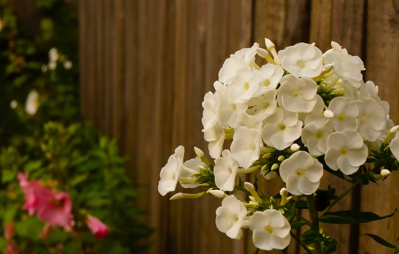 Photo wallpaper white, flower, blooming