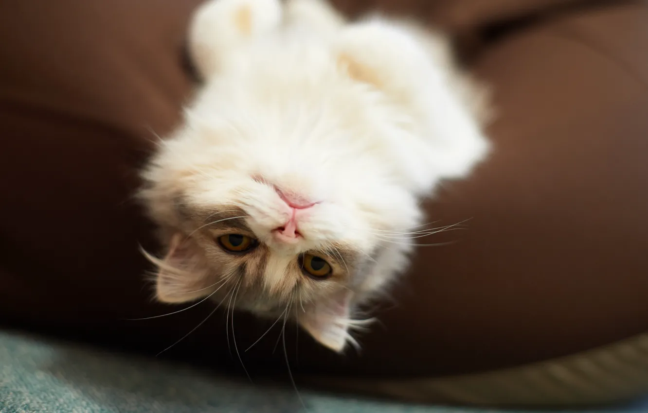 Photo wallpaper cat, cat, stay, fluffy, pillow, upside down, lying