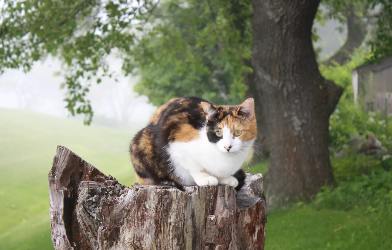 Photo wallpaper cat, nature, tree, stump, sitting