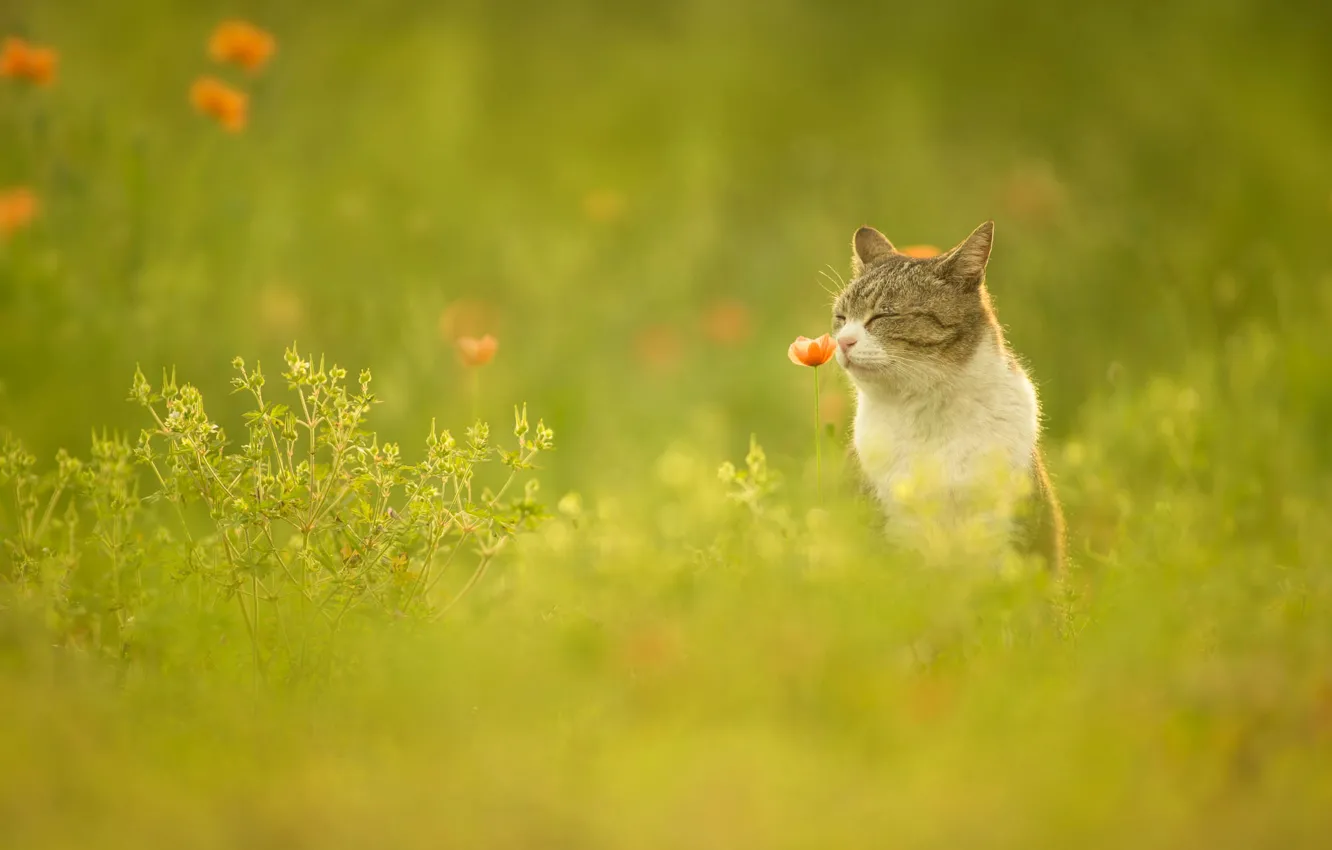 Photo wallpaper greens, cat, summer, grass, cat, face, flowers, grey