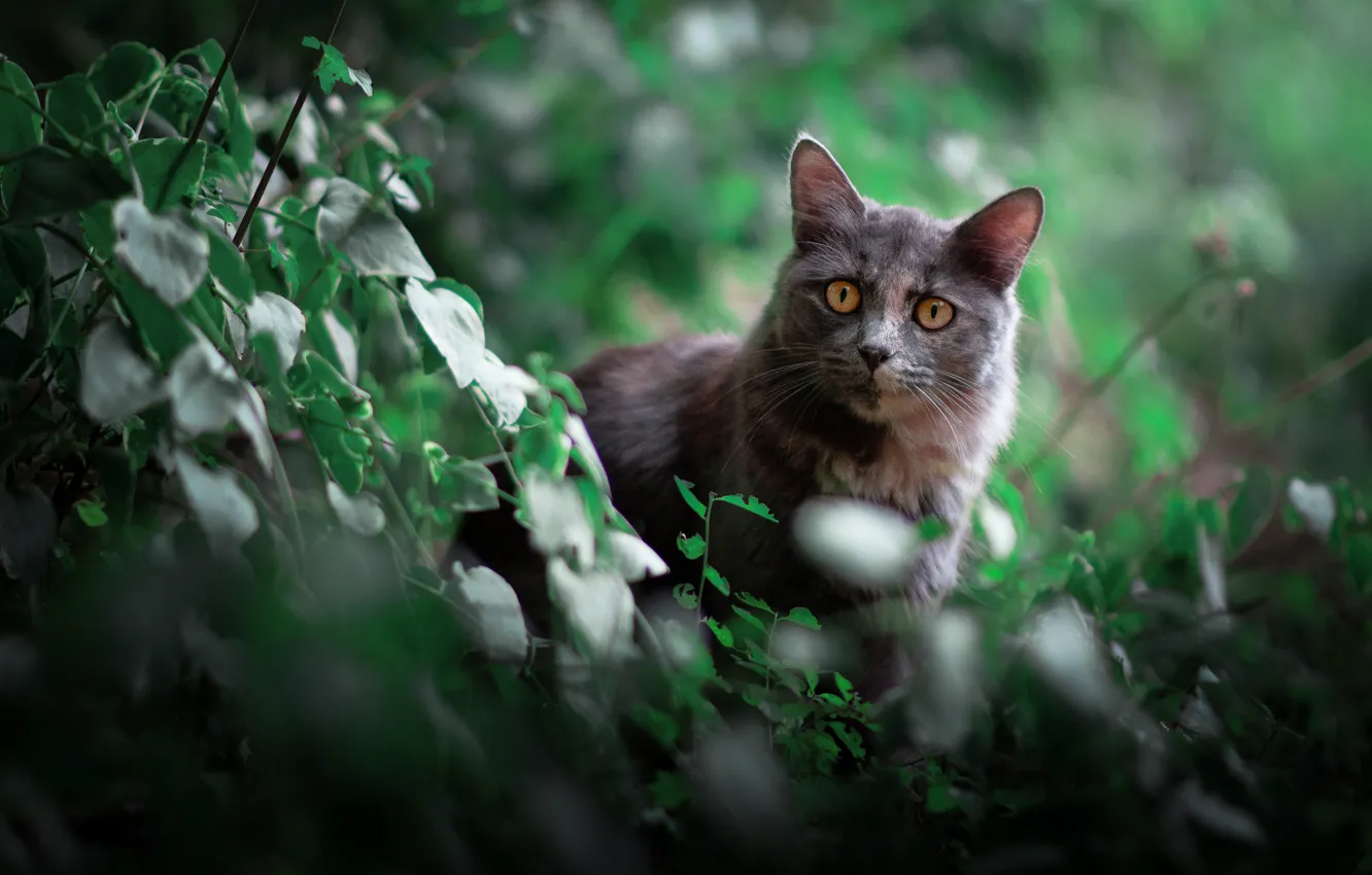 Photo wallpaper greens, cat, cat, look, leaves, branches, nature, pose