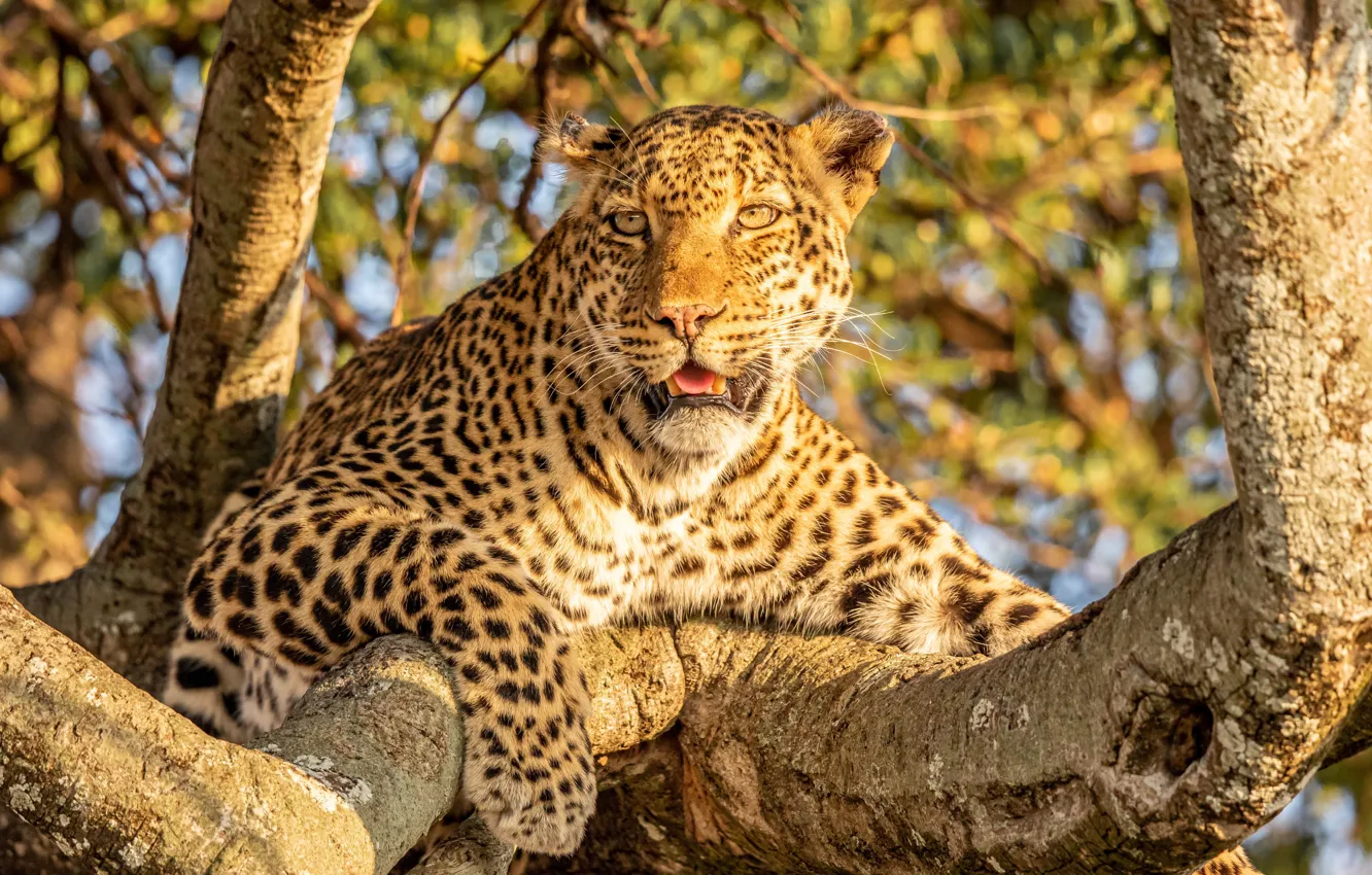 Photo wallpaper tree, stay, leopard, wild cat, on the tree