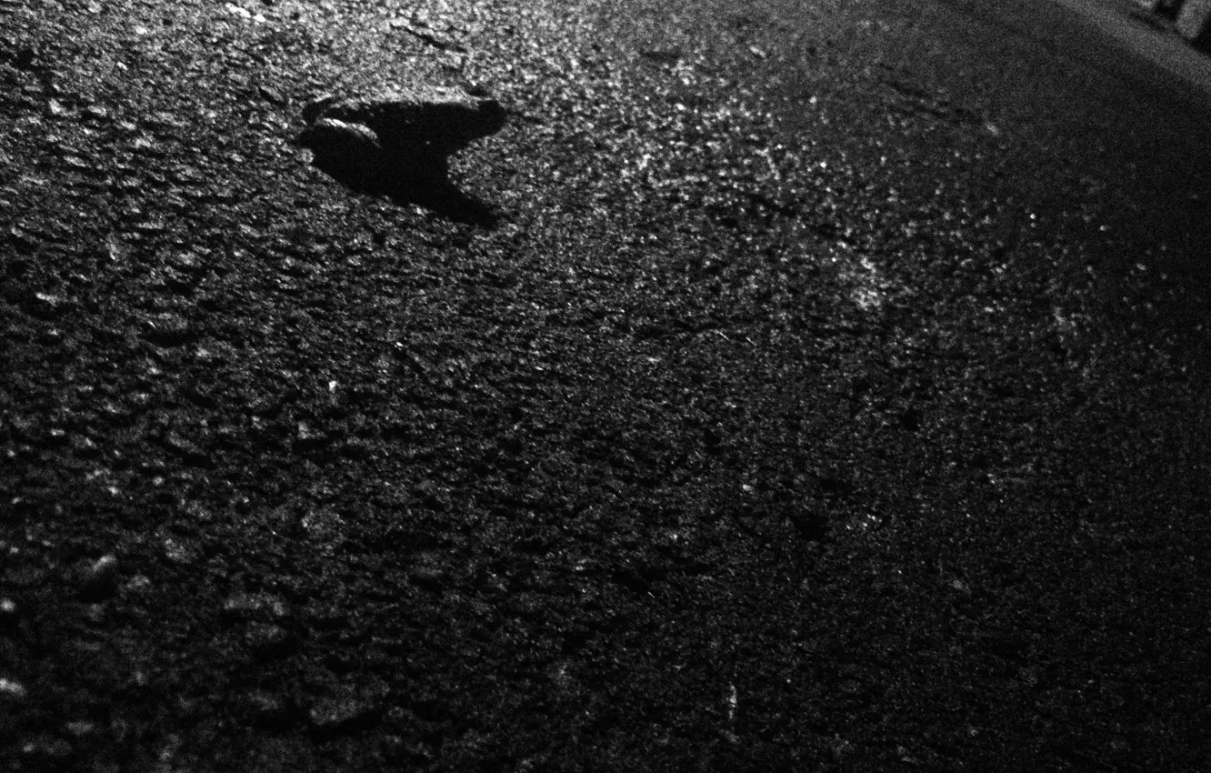 Photo wallpaper asphalt, night, black, frog, black, frog, night