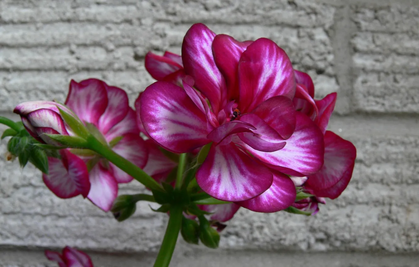 Photo wallpaper macro, wall, plant, petals