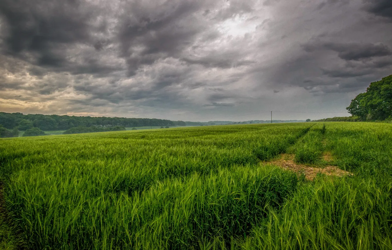 Photo wallpaper greens, field, the sky, grass, clouds, overcast, track