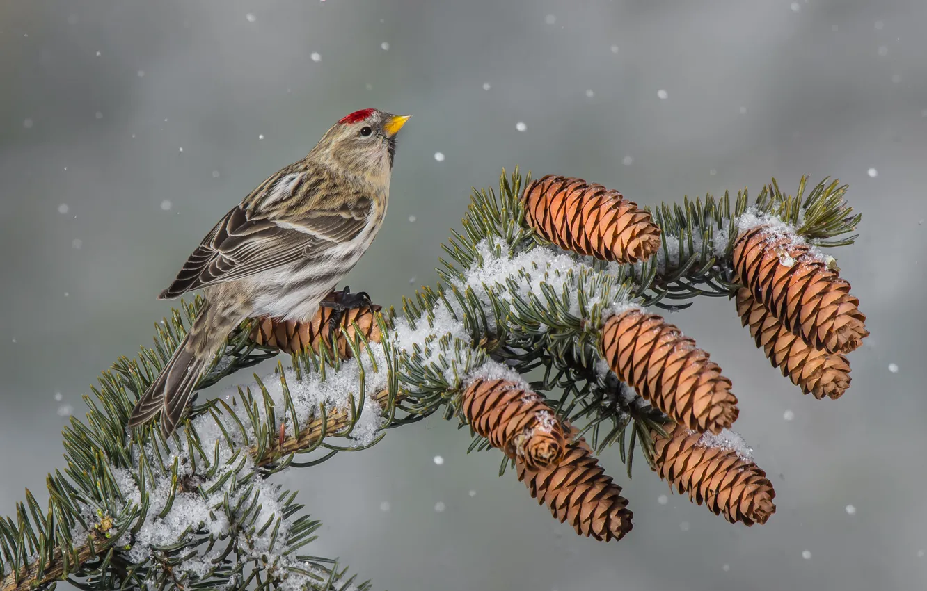 Photo wallpaper winter, bird, bumps, tap dance