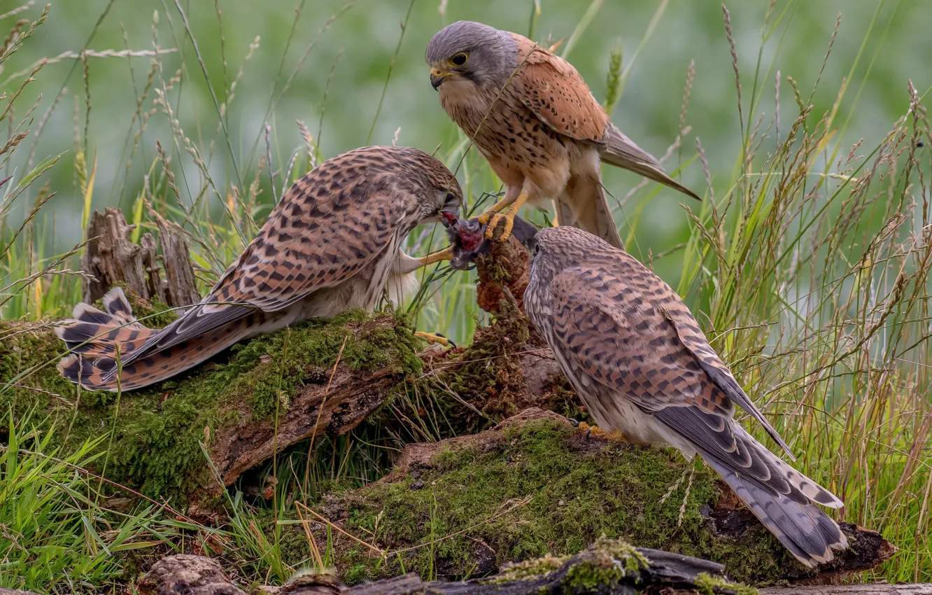Photo wallpaper grass, bird, moss, stump, predator, three, Falcon, trio