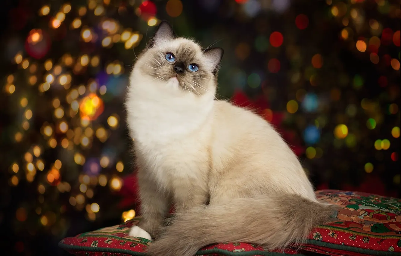 Photo wallpaper cat, portrait, pillow, beauty, blue eyes, bokeh, Ragdoll