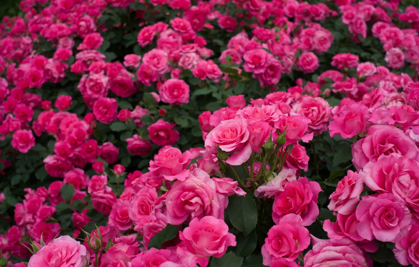 Photo wallpaper roses, a lot, rose bushes