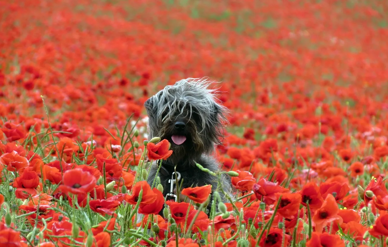 Photo wallpaper nature, Maki, dog