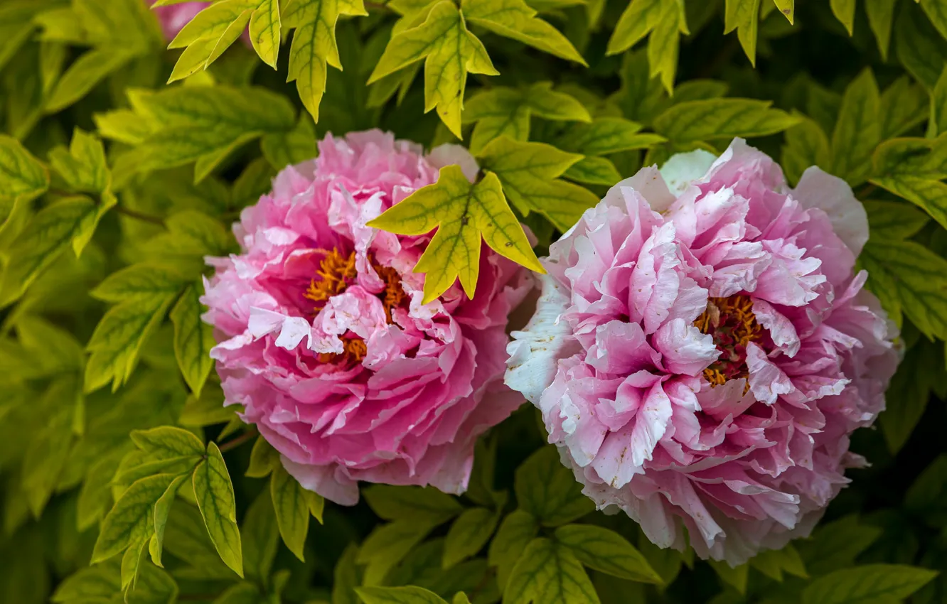 Photo wallpaper leaves, macro, flowers, pink, peonies