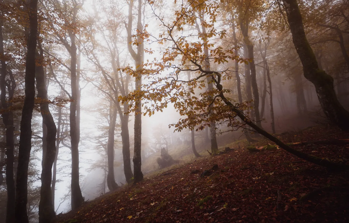Photo wallpaper autumn, forest, trees, fog