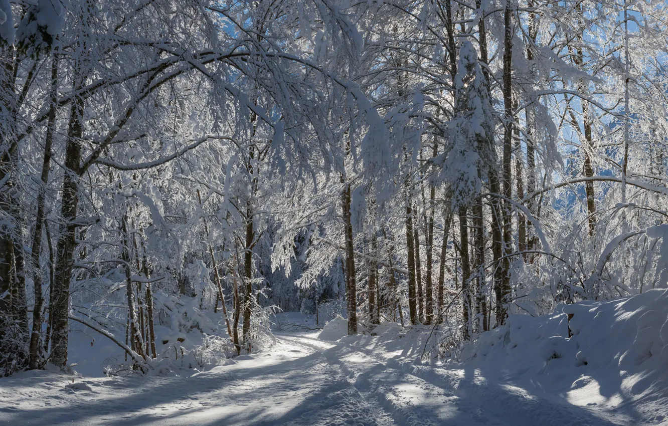 Photo wallpaper winter, road, forest, snow, trees, Slovenia, Slovenia, Vrata Valley