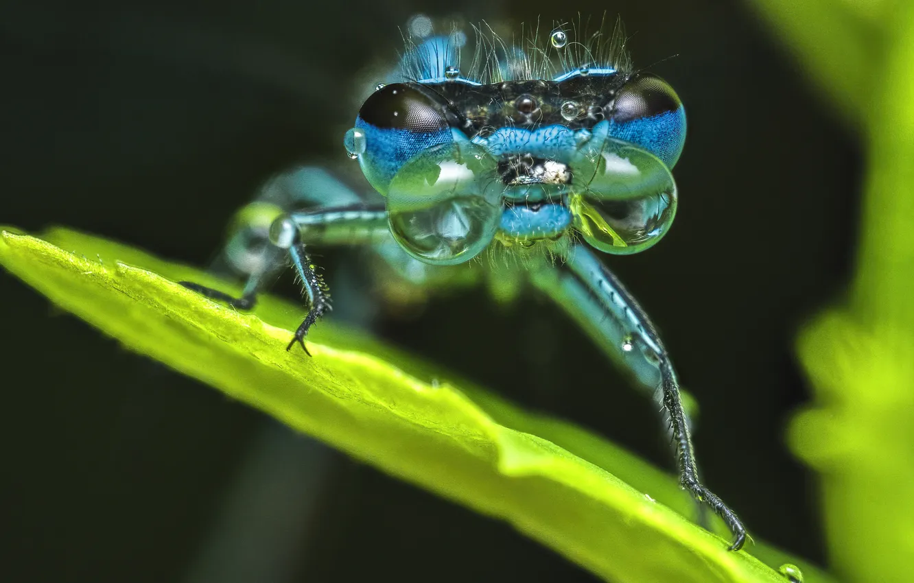 Photo wallpaper macro, Rosa, dragonfly, insect, a blade of grass, water drops, glasses, With glasses