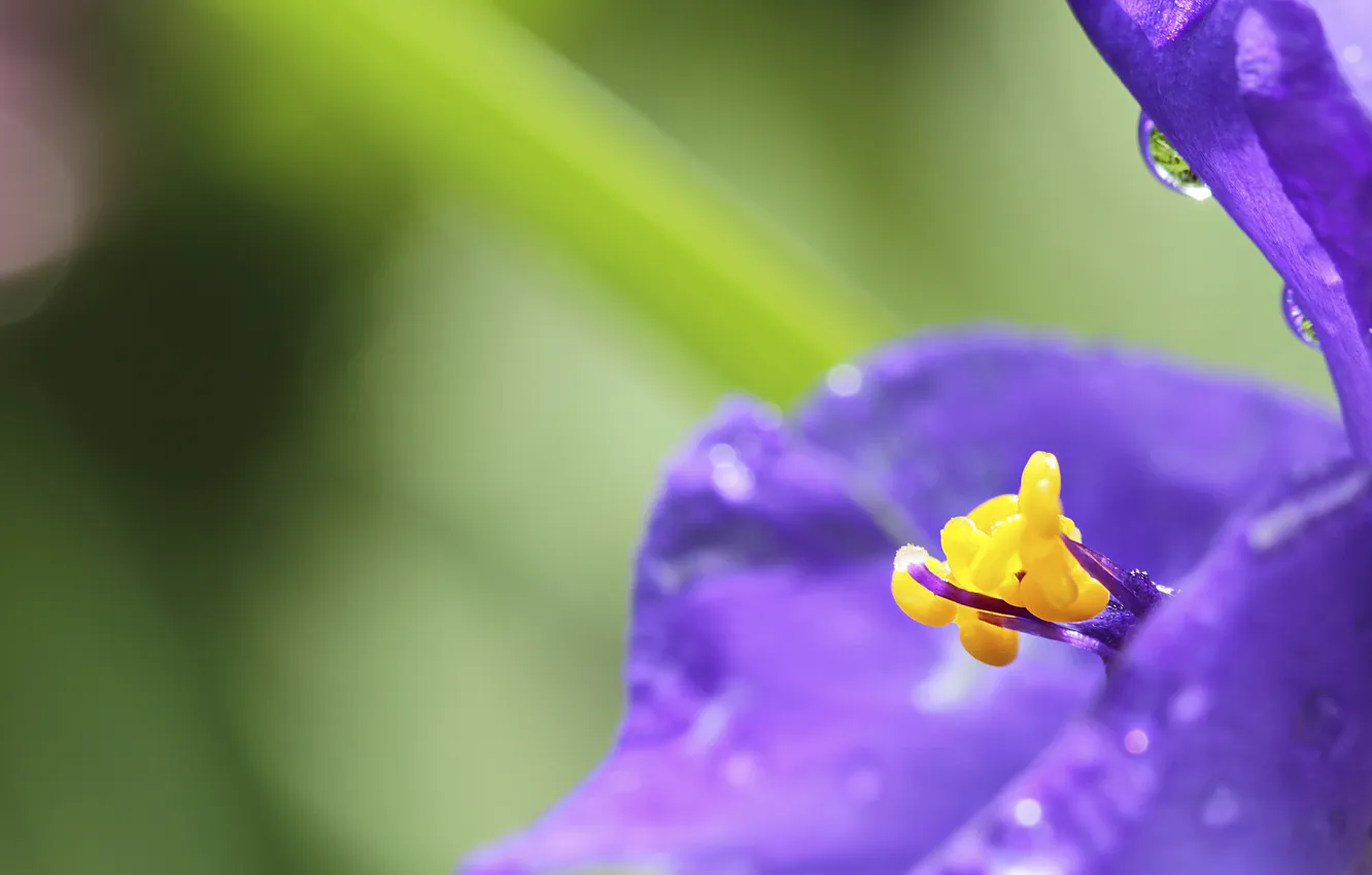 Photo wallpaper flower, purple, drops, macro