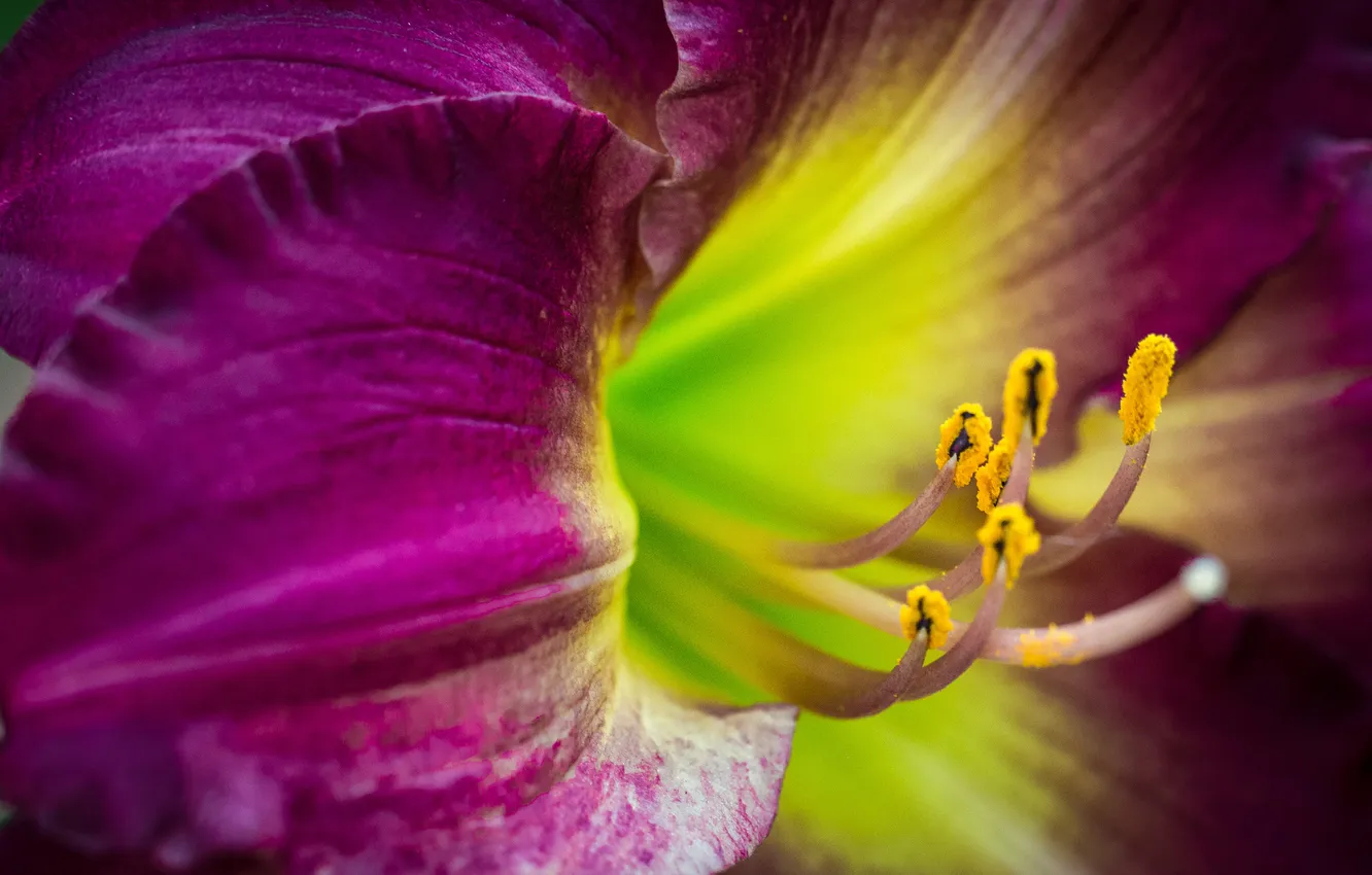Photo wallpaper flower, macro, close-up, lilac, gladiolus