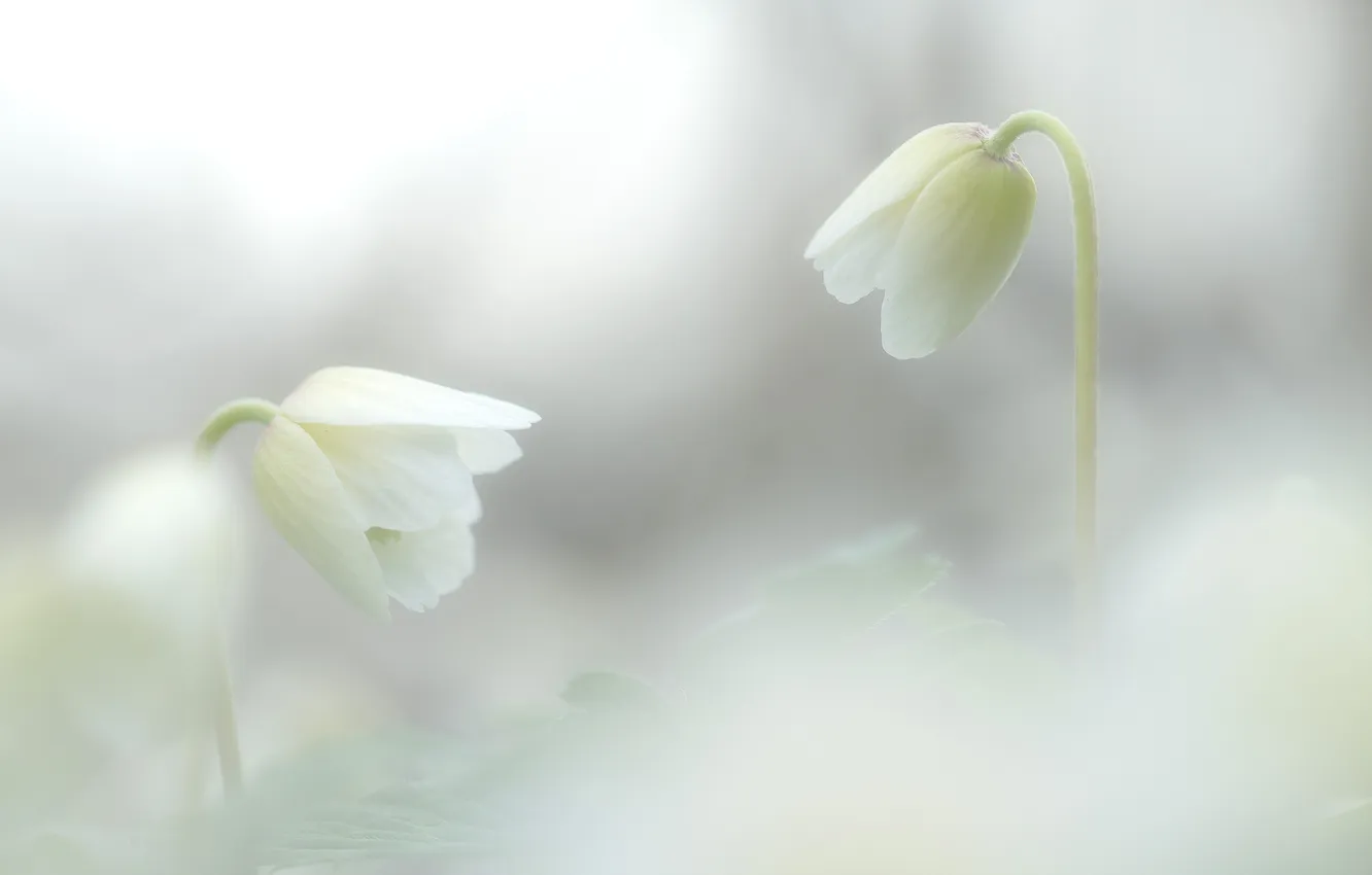 Photo wallpaper white, flowers, background, blur, white, anemones
