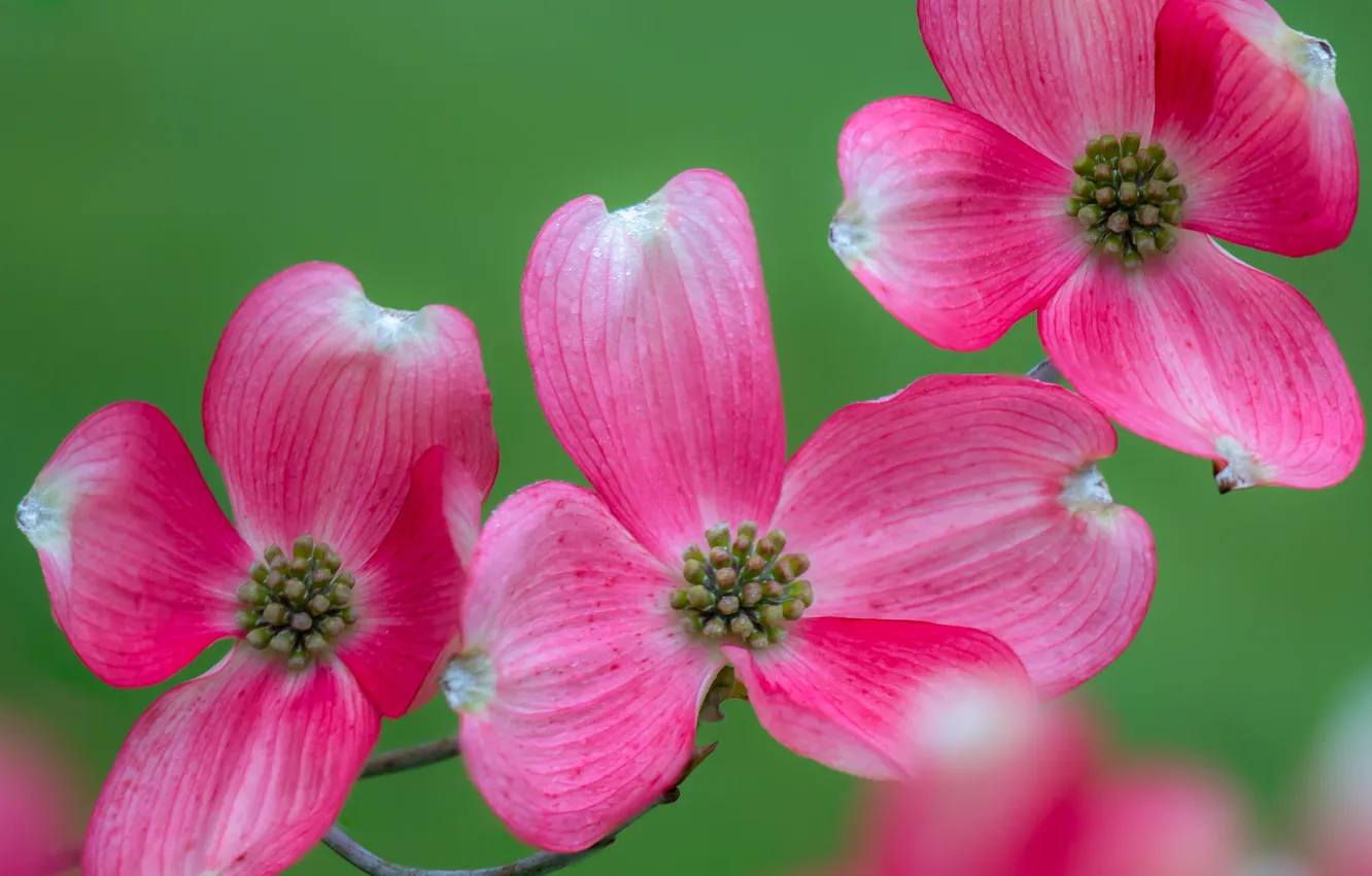 Photo wallpaper macro, branches, petals, dogwood
