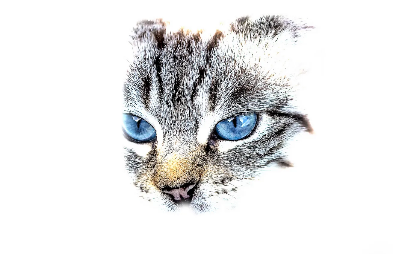 Photo wallpaper eyes, look, face, wool