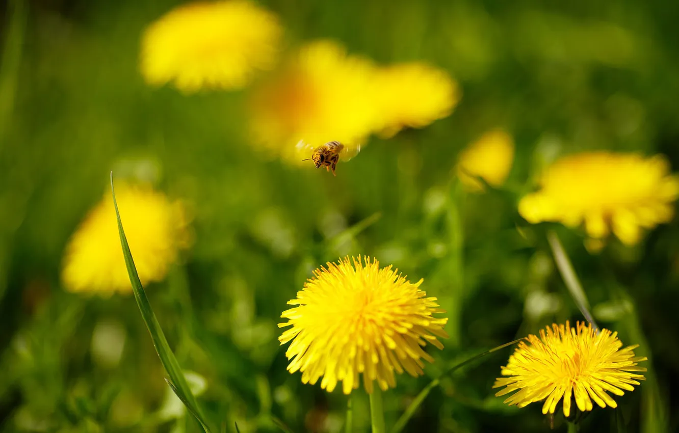 Photo wallpaper macro, flowers, nature, plants, weed, dandelions