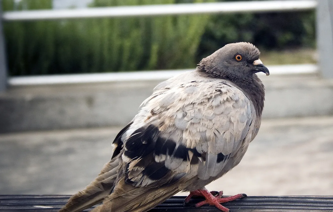 Photo wallpaper bird, dove, bokeh